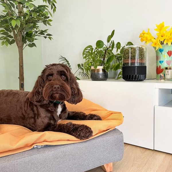 Briiv Removes Allergens and Pet Dander
