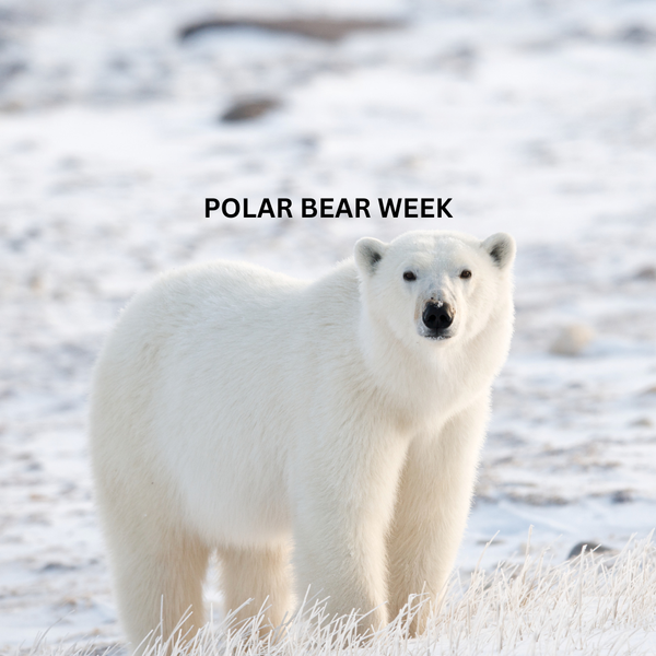 Polar Bear Week